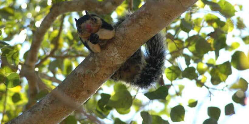 West coast Beach, River Mangroves lagoon, Wildlife boat Tour - The secluded island temple and the mask museum stop that adds meaning