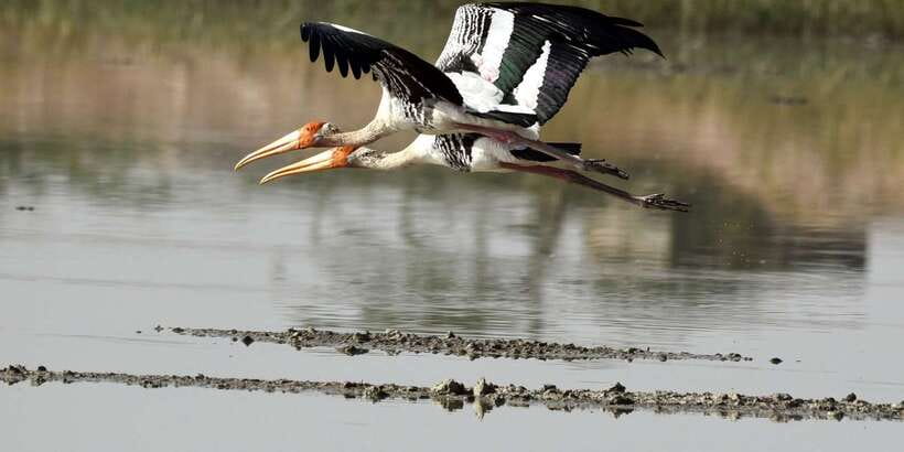 West coast Beach, River Mangroves lagoon, Wildlife boat Tour - Price and logistics: what $90 really buys (and where extra costs can appear)