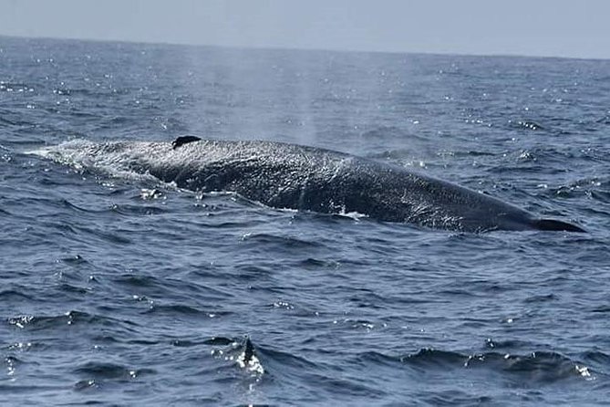 Whale & Dolphin Watching Day Tour including Handunugoda Teafactory - Weather, Seas, and the Whale-Sighting Reality