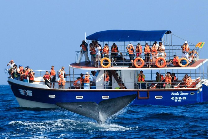 Whales and Dolphins Watching Mirissa - Why this Mirissa whales-and-Galle combo makes sense