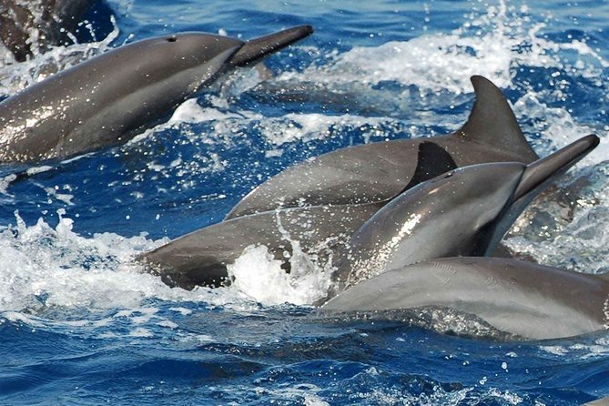 Whales and Dolphins Watching Mirissa - Whale watching in Mirissa: how to think about what you might see