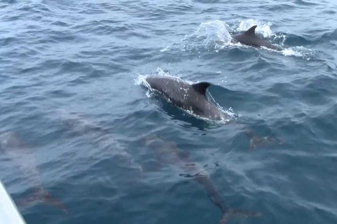 Whales and Dolphins Watching Mirissa - Galle Dutch Fort: what makes it a strong second half