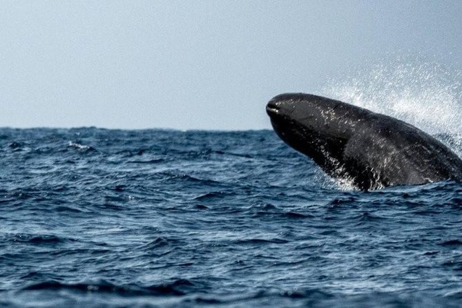 Whales and Dolphins Watching Mirissa - Timing, snacks, and the feel of the day