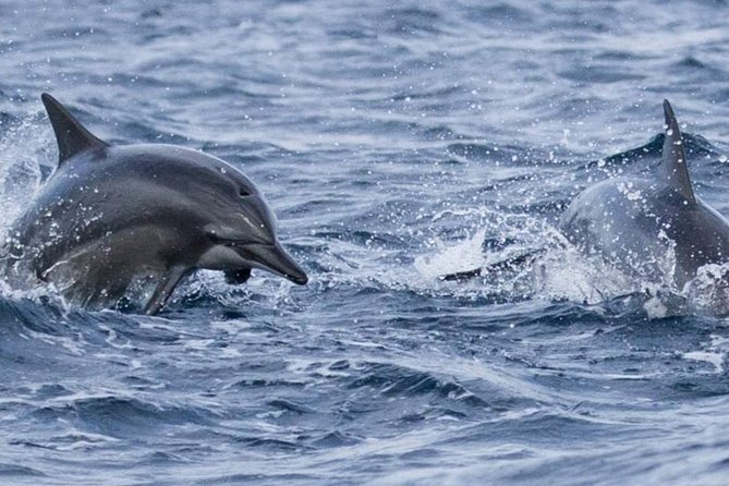 Whales and Dolphins Watching Mirissa - Who this tour is best for (and who should skip it)