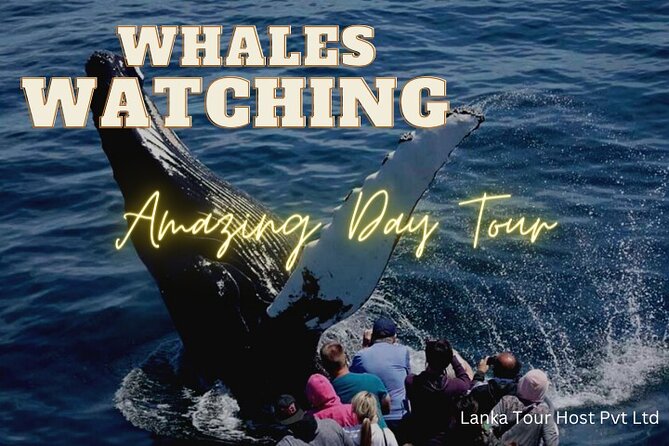 Whales Watching Mirissa Day Tour - Private Pickup, Group Size, and the Real Meaning of a “Day Trip”