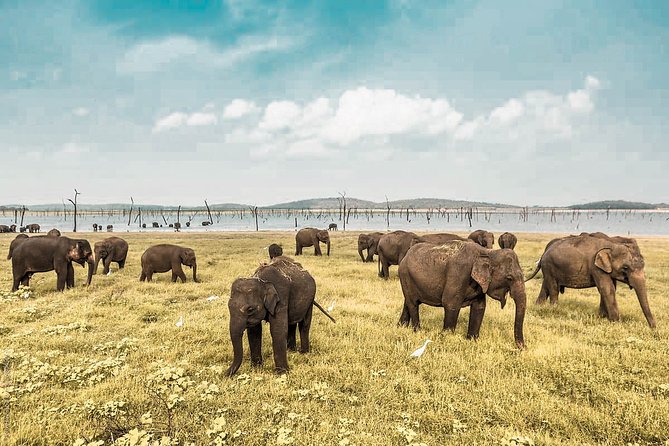 Wild Elephant Safari in Minneriya National Park - Key Points Before You Go