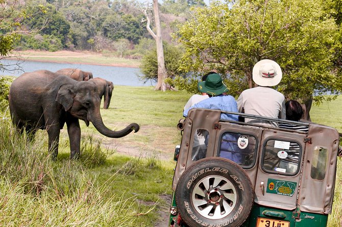 Wild Elephant Safari in Minneriya National Park - How the 3-Hour Drive Works Inside the Park