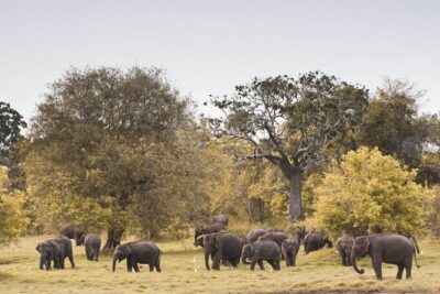 Wild Elephant Safari in Minneriya National Park - Private 4x4 Safari Logistics: The Part That Actually Affects Your Day