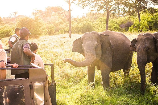 Wild Elephant Safari in Minneriya National Park - Entrance Fees and the Jeep-With-Tickets Choice