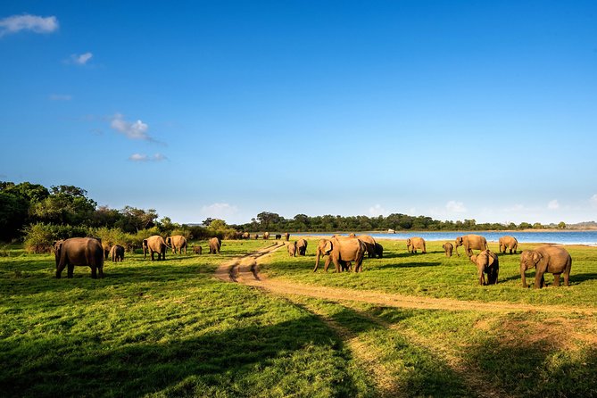 Wild Elephant Safari in Minneriya National Park - Support Quality: What Helps You Have a Smooth Safari