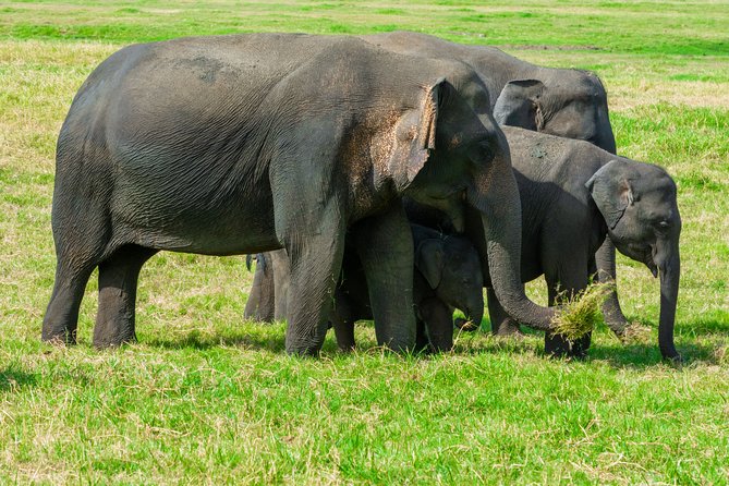 Wild Elephant Safari in Minneriya National Park - Wildlife Reality Check: What You Can Reasonably Hope For