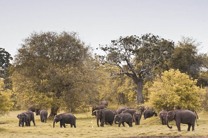 Wild Elephant Safari in Minneriya National Park - Private 4x4 Safari Logistics: The Part That Actually Affects Your Day
