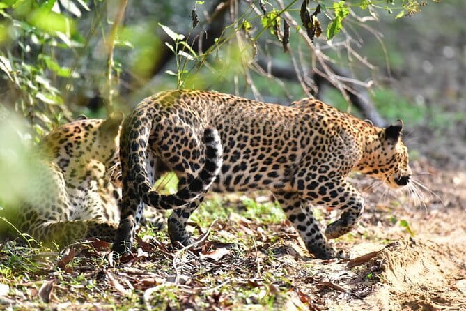 Wilpattu Half Day Safari From Anuradhapura - Key points to know before you go
