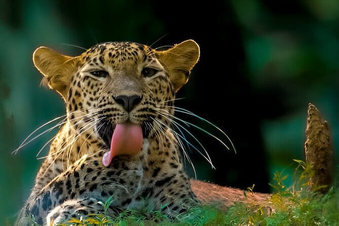 Wilpattu Half Day Safari From Anuradhapura - Price and what $73 covers from Anuradhapura