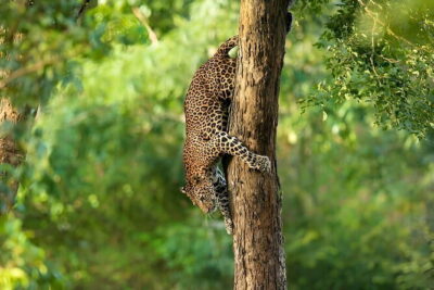 Wilpattu Half Day Safari From Anuradhapura - Your half-day schedule: pickup, jeep time, and the right kind of patience