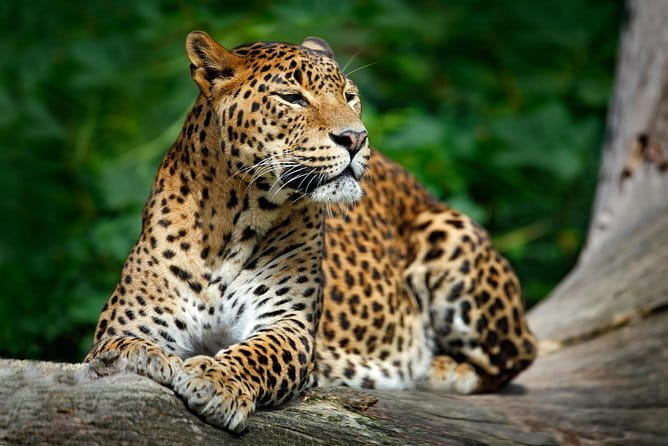 Wilpattu Half Day Safari From Anuradhapura - When a leopard is found: managing the jeep crowd factor