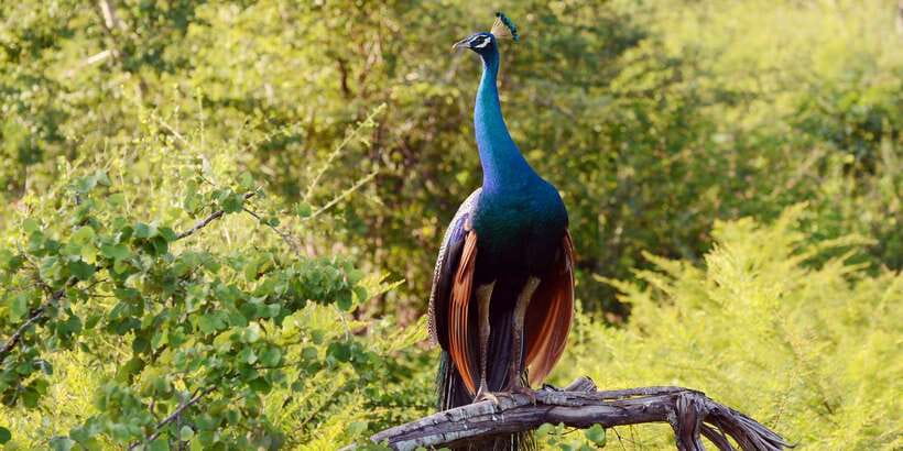 Wilpattu National Park Safari Tour from Colombo - Key things that make this Wilpattu tour worth your time
