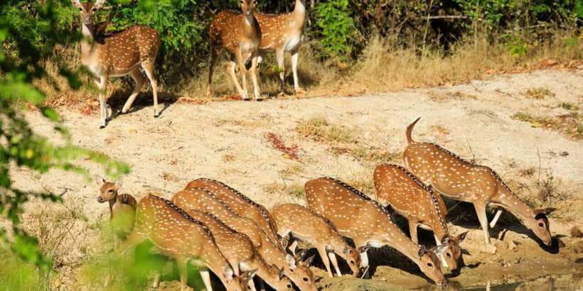 Wilpattu National Park Safari Tour from Colombo - A long day to Wilpattu: what 12 hours really means