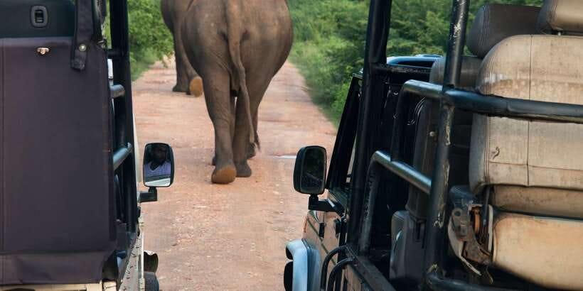 Wilpattu National Park Safari Tour from Colombo - Entering Wilpattu: willus, habitats, and a real reason to go