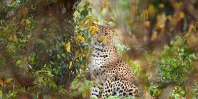 Wilpattu National Park Safari Tour from Colombo - Colombo to Wilpattu on a shared air-conditioned ride