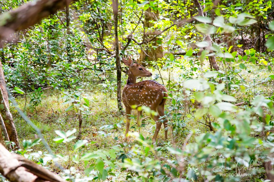 Wilpattu National Park Safari Tour from Colombo - Wildlife odds: what you should actually look for
