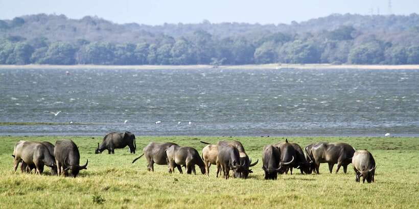 Wilpattu National Park Safari Tour from Colombo - Lunch stop and local food: plan for your own bill