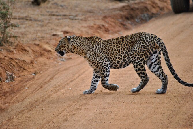 Yala 4h Jeep Safari: Guided Wildlife Experience (All Inclusive) - Key points to know before you go
