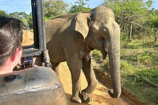 Yala 4h Jeep Safari: Guided Wildlife Experience (All Inclusive) - Yala National Park targets: leopards, elephants, bears, and the birds you’ll notice