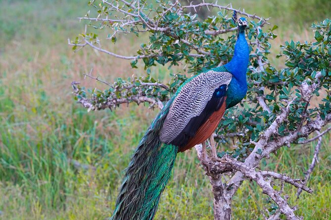 Yala 4h Jeep Safari: Guided Wildlife Experience (All Inclusive) - Price and value: what you’re paying for at $172 per person