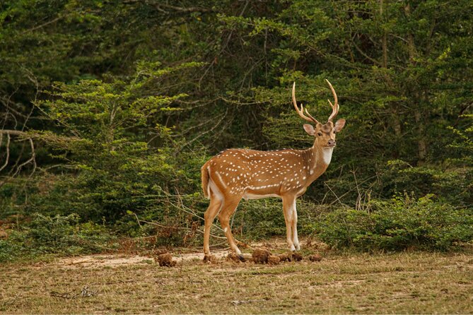 Yala 4h Jeep Safari: Guided Wildlife Experience (All Inclusive) - Comfort, photos, and that souvenir sale you can ignore