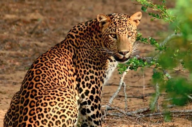 Yala Full Day Safari with Picnic Lunch - Private & All Inclusive - Key Points at a Glance