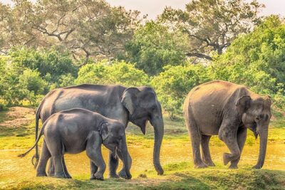 Yala Full Day Safari with Picnic Lunch - Private & All Inclusive - Hotel Pickup to Yala: Comfortable Transport Without the Headaches