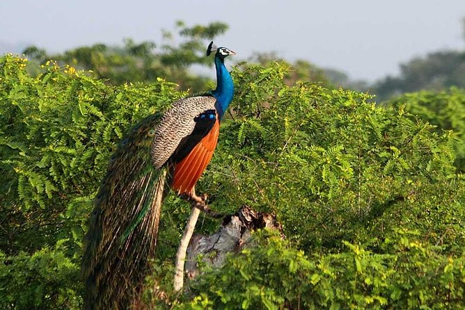 Yala Full Day Safari with Picnic Lunch - Private & All Inclusive - Price and Value: Is $175 a Good Deal?