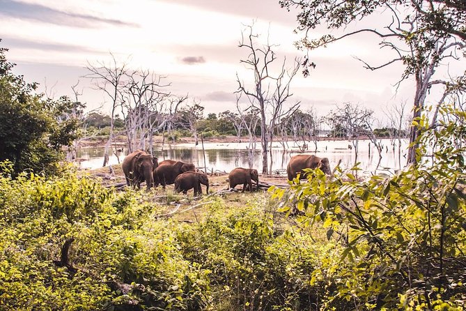 Yala Full Day Safari with Picnic Lunch - Private & All Inclusive - Tips That Make This Safari Day Easier (and More Fun)