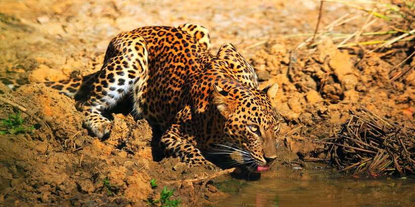 Yala: Morning or Afternoon All-inclusive Private Safari - Key highlights you’ll actually feel