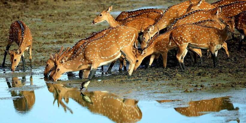 Yala: Morning or Afternoon All-inclusive Private Safari - Quick Practical Checklist Before You Go