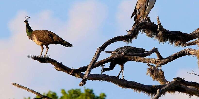 Yala: Morning or Afternoon All-inclusive Private Safari - Leopard Kingdom Tips: How to Make Your Eyes Work