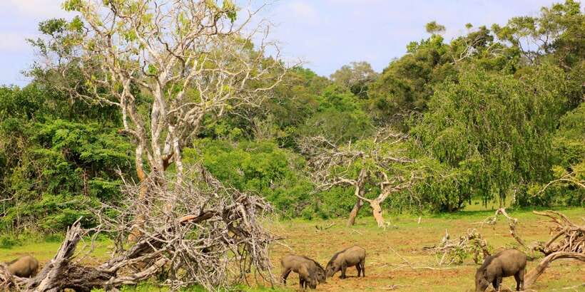 Yala: Morning or Afternoon All-inclusive Private Safari - Snacks, Comfort, and the Photo Stop Moment