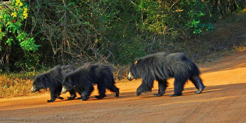Yala National Park: All Inclusive Full-Day Safari with Lunch - Key things to know before you go