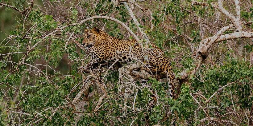 Yala National Park: All Inclusive Full-Day Safari with Lunch - Morning game drive: scrub, lagoons, and the search rhythm