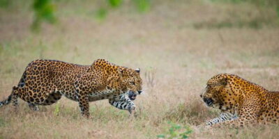 Yala National Park: All Inclusive Full-Day Safari with Lunch - Pickup and timing: what a 12-hour day really means