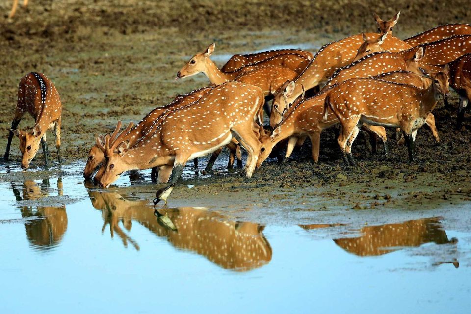 Yala National Park: All Inclusive Full-Day Safari with Lunch - Lunch at the picnic spot: beach-side break without losing the day