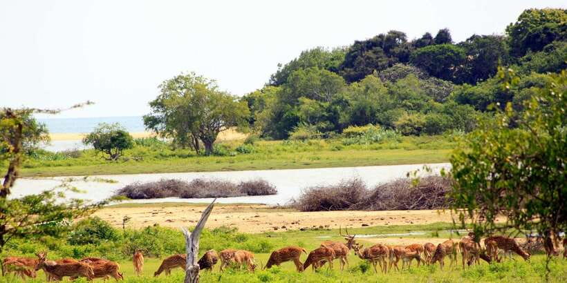 Yala National Park: All Inclusive Full-Day Safari with Lunch - Afternoon drive: where leopard odds can spike