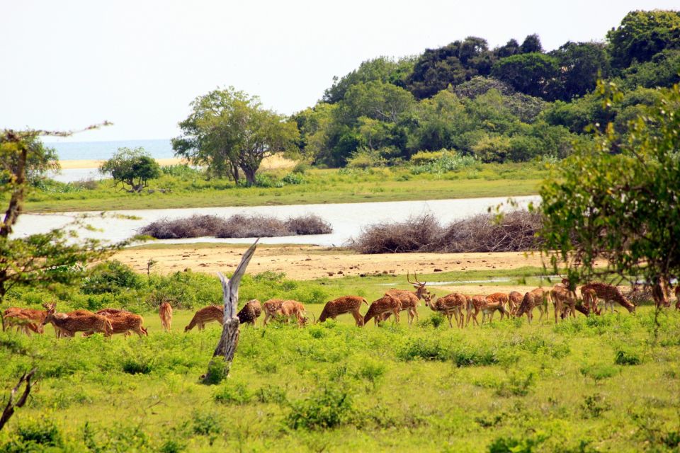 Yala National Park: All Inclusive Full-Day Safari with Lunch - Guide style: when you’ll want more facts, ask for it