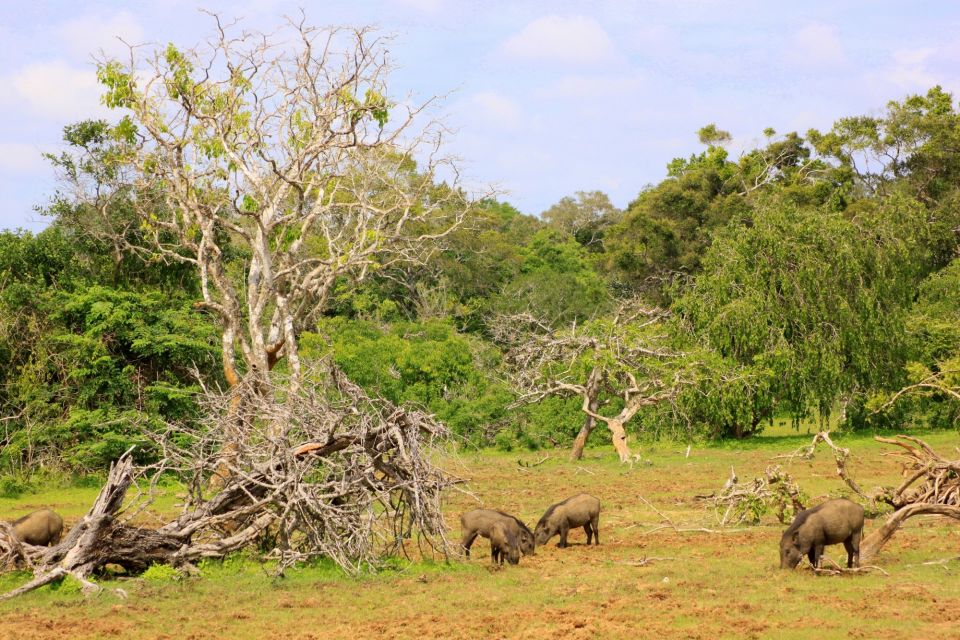 Yala National Park: All Inclusive Full-Day Safari with Lunch - Driver teamwork: when communication can turn into a close sighting