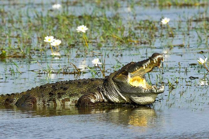 Yala National Park Full-Day Jeep Safari with Lunch - Getting There and Back: The Real Meaning of 10 to 12 Hours