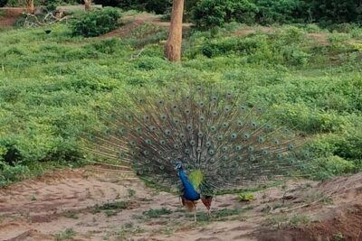 Yala National Park Full-Day Jeep Safari with Lunch - Lunch After the Safari: The Part People Rush, But You Don’t Have To