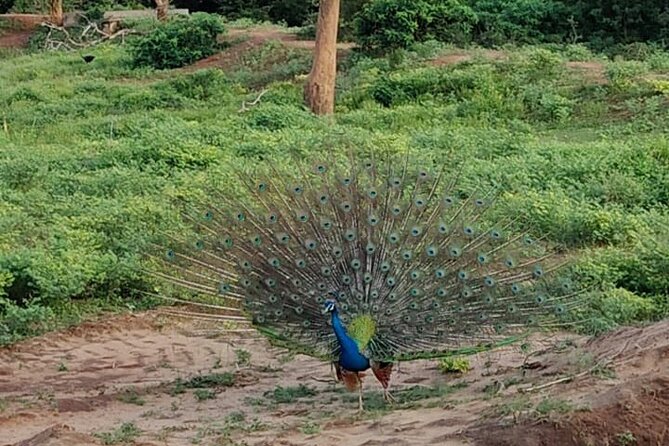 Yala National Park Full-Day Jeep Safari with Lunch - Lunch After the Safari: The Part People Rush, But You Don’t Have To