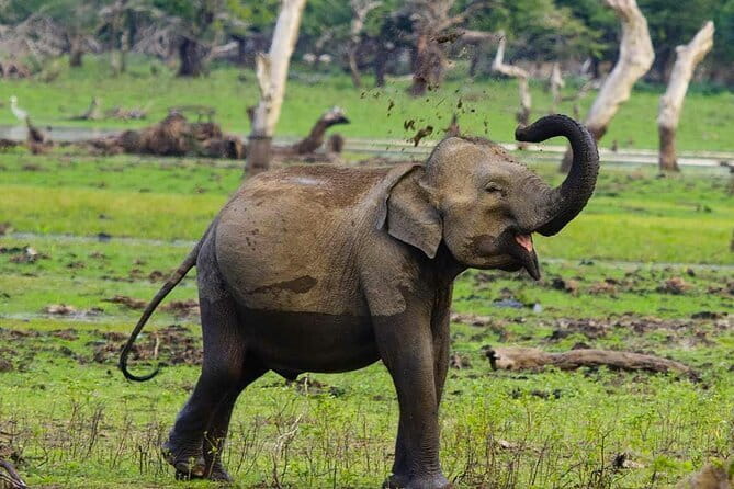 Yala National Park Private Jeep Safari From Colombo & Negombo - From Colombo or Negombo to Tissamaharama: Why This Drive Matters