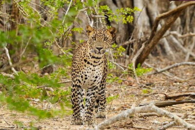 Yala National Park Private Jeep Safari From Colombo & Negombo - Yala National Park Safari Time: What You’re Actually Chasing
